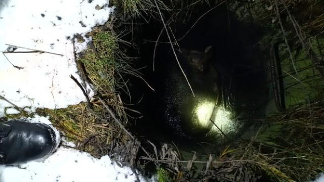 Myśleli, że to dzik. Maleńka sarenka została uratowana z niebezpiecznej pułapki