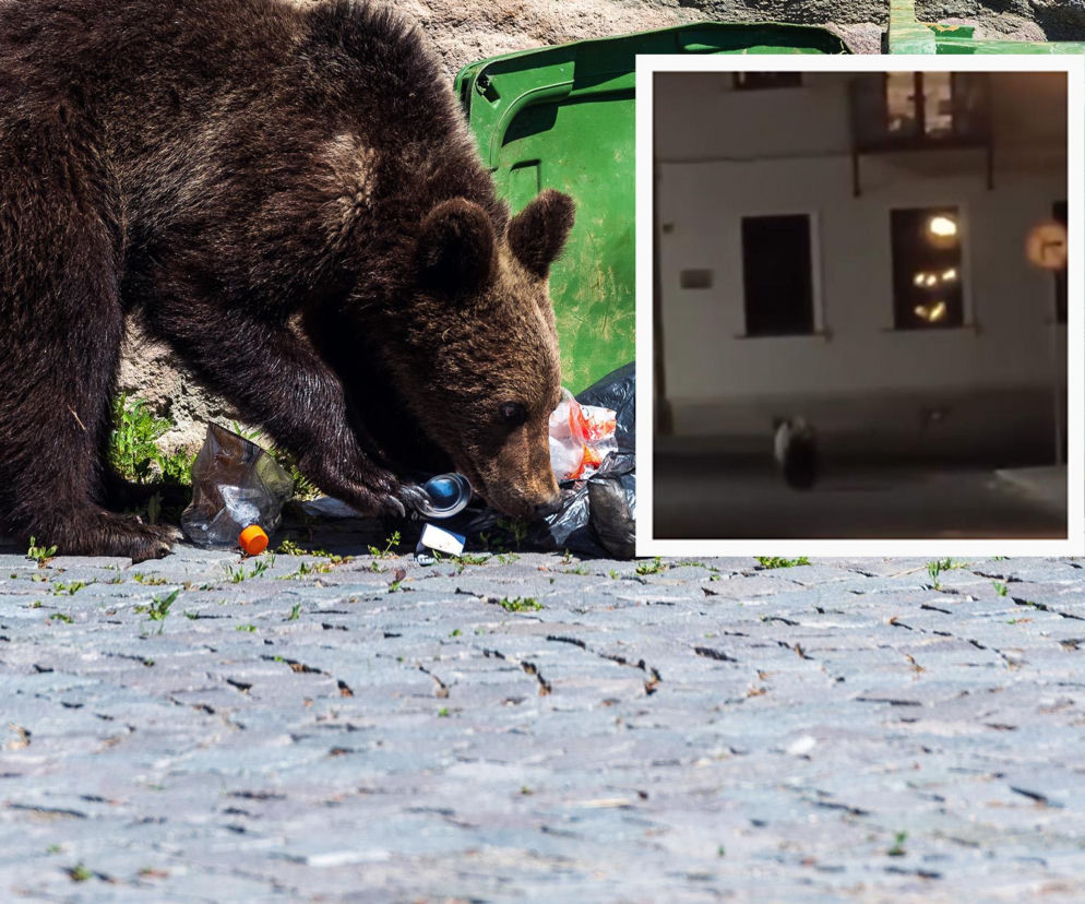 Niedźwiedź przeszukuje śmieci przy bloku. Na miniaturze obok widać zwierzę nocą w mieście. O sprawie przeczytasz na SE.