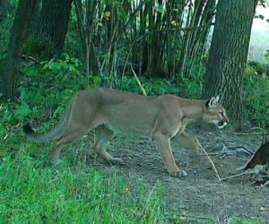 Puma w turystycznym rejonie Dolnego Śląska. Wszystko widać na zdjęciach