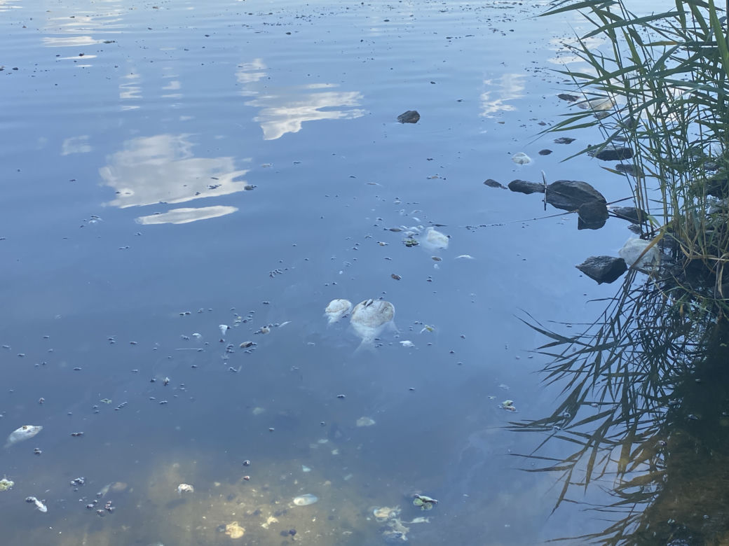 Katastrofa ekologiczna na Odrze. W Gryfinie i Żabnicy trwa stawianie zapór na rzece [ZDJĘCIA]