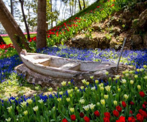 Festiwal tulipanów w Stambule - Istanbul Lale Festivali