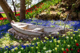 Festiwal tulipanów w Stambule - Istanbul Lale Festivali