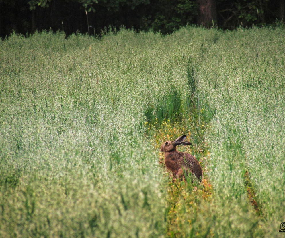 Zdjęcie dnia Białystok