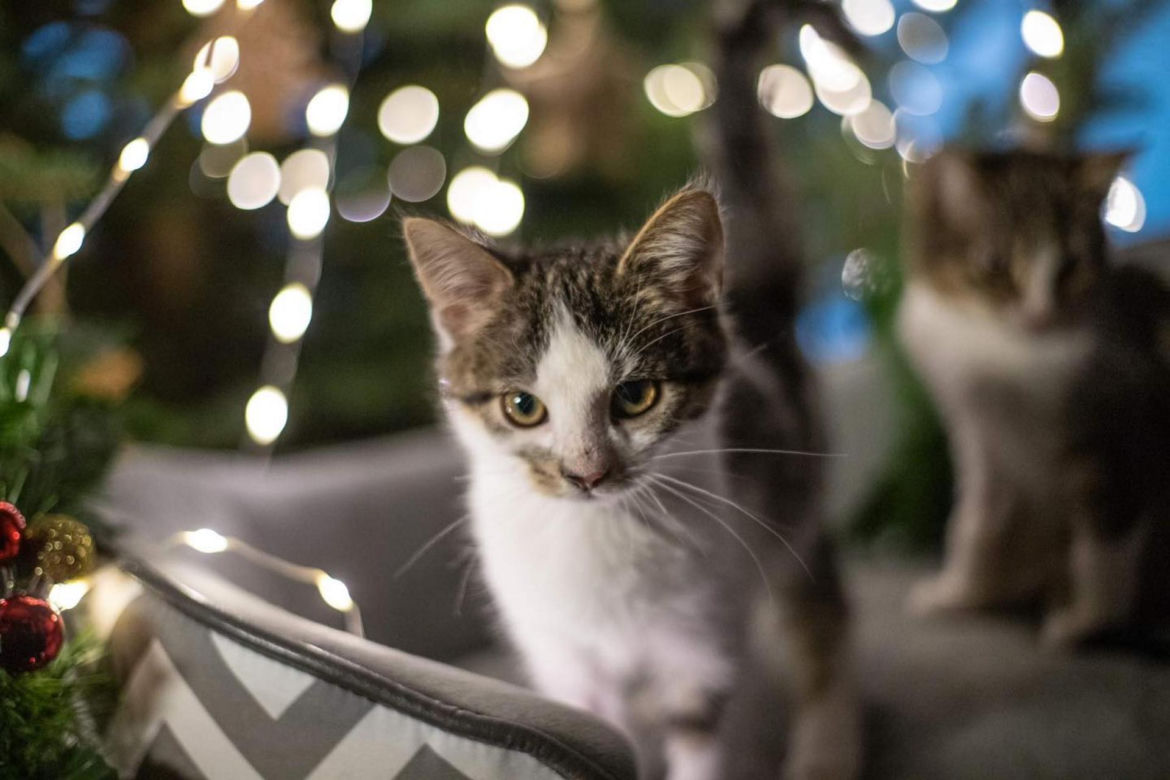 Świąteczne koty do Adopcji