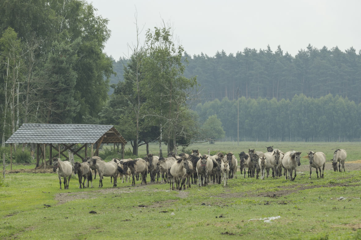 Minister rolnictwa Robert Telus z żoną i końmi 