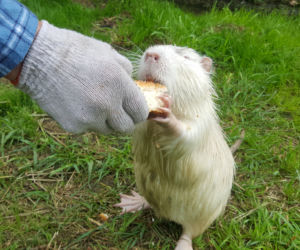 Nutrie z jaworznickiej Byczyny