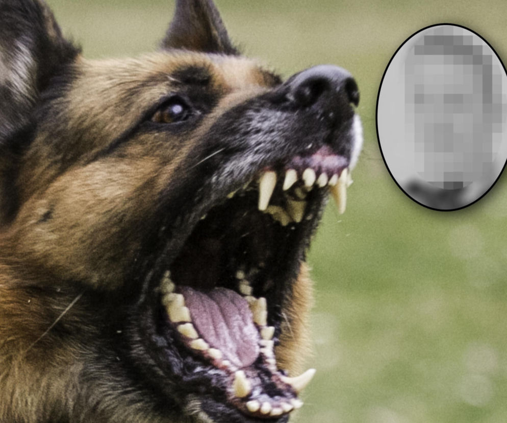 Psy zagryzły Marcina w lesie. Partnerka zmarłego przerywa milczenie