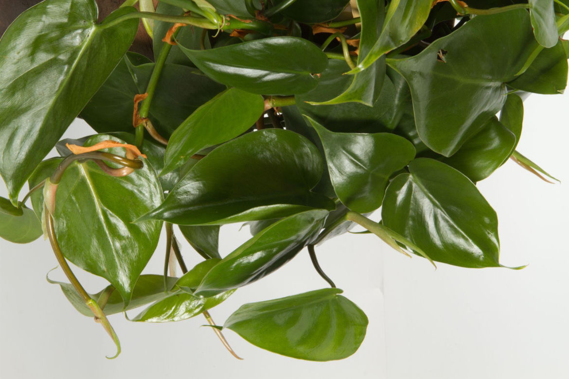 Filodendron pnący