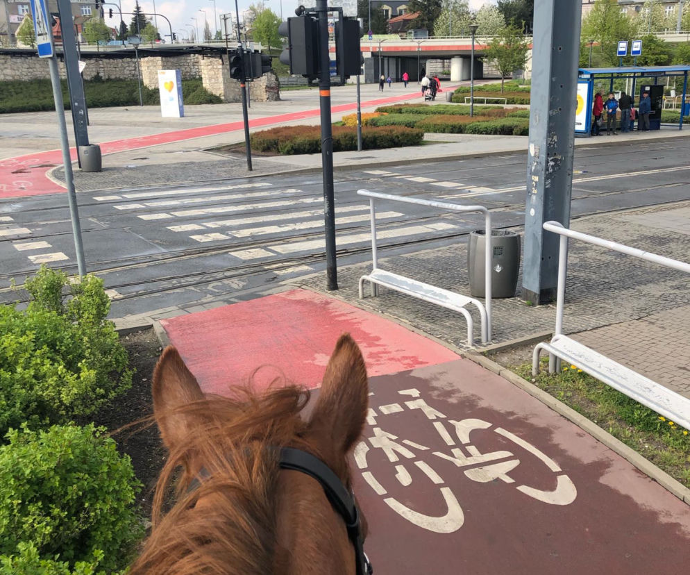 Rondo Mogilskie to stan umysłu! Jazda na koniu i wodny tramwaj to nie wszystko