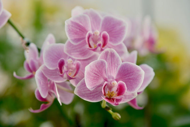 Tych kwiatów nie kupuj, jeśli nie chcesz spać w salonie. Nie uwierzysz, co oznaczają!