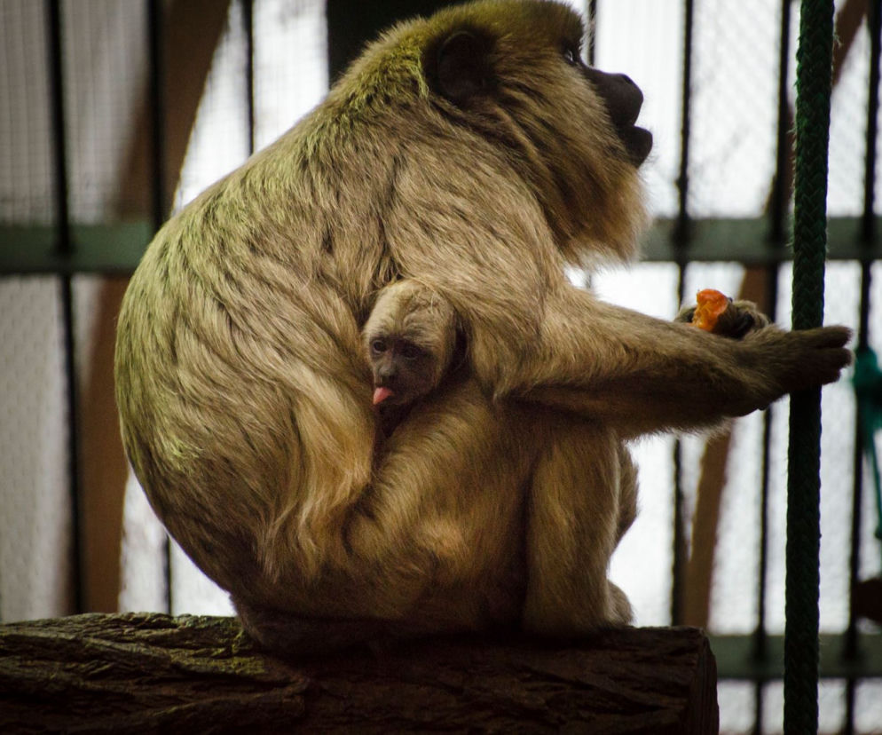 Nowa małpka we wrocławskim zoo
