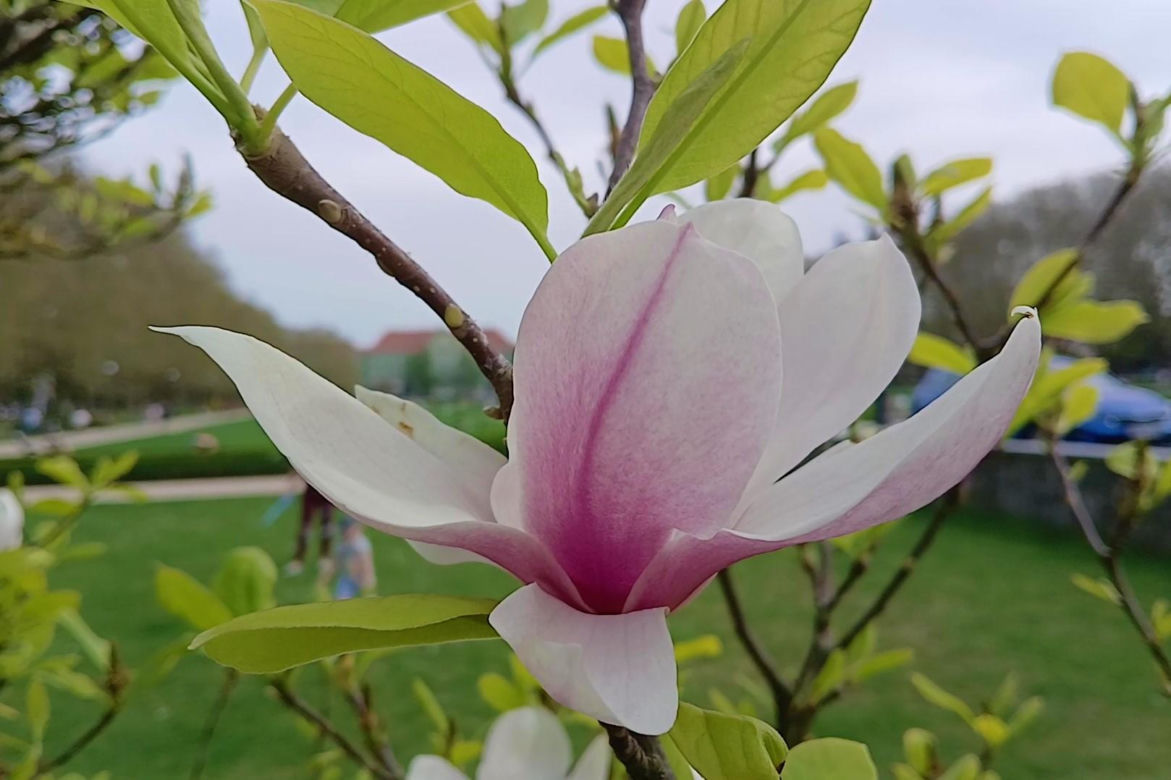 Magnolie w Szczecinie