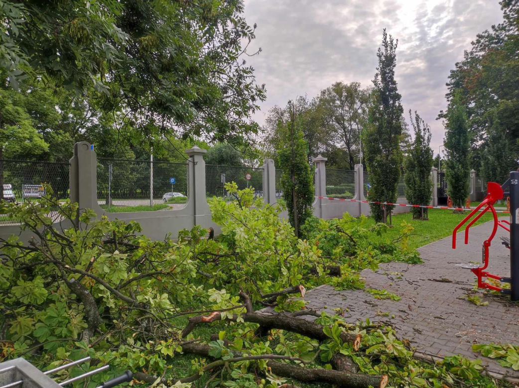 Tarnów. Dziewczynka uderzona przez zerwany konar. Koszmar na placu zabaw w Parku Strzeleckim