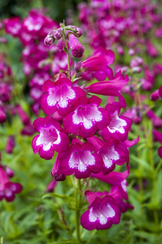 Penstemon 'Marilyn'
