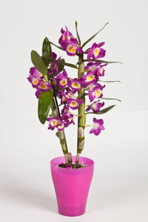 Storczyk Dendrobium