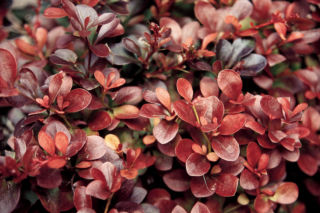 Berberys Thunberga 'Atropurpurea Nana' - Berberis thunbergii 'Atropurpurea Nana'