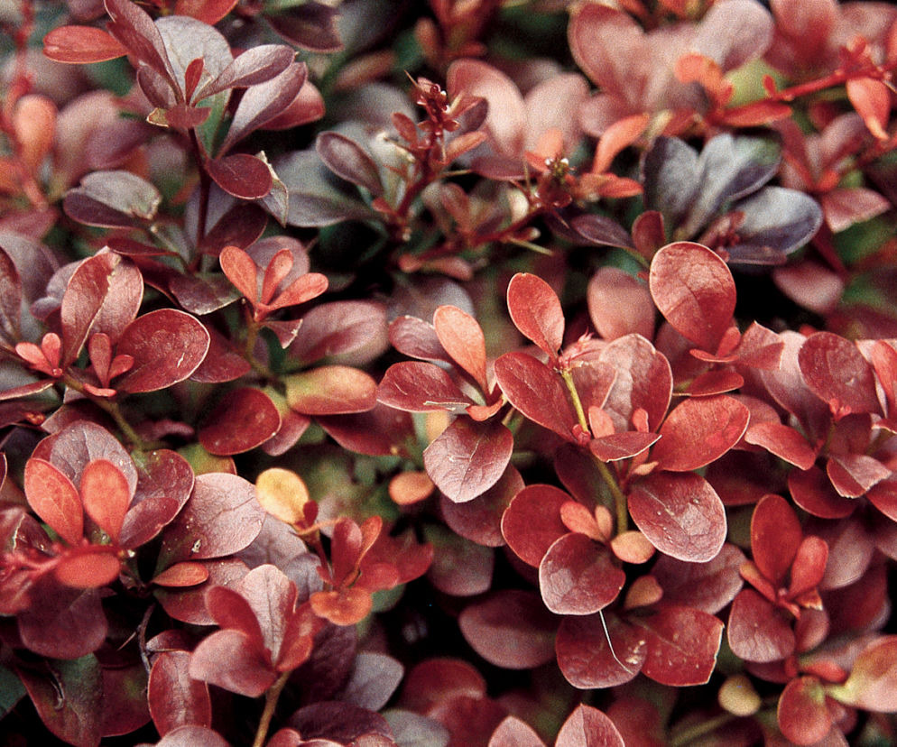 Berberys Thunberga 'Atropurpurea Nana' 