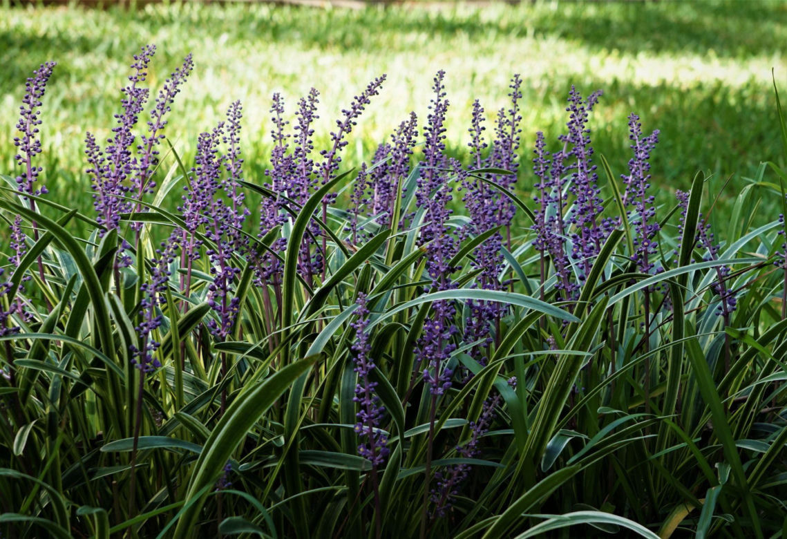 Liriope szafirkowata