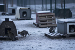 Bezdomne koty w potrzebie. Jaką pomoc oferuje Fundacja?