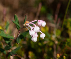 Modrzewnica pospolita