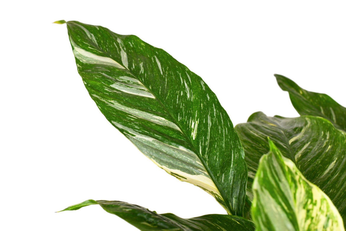 Skrzydłokwiat 'Diamond Variegata'