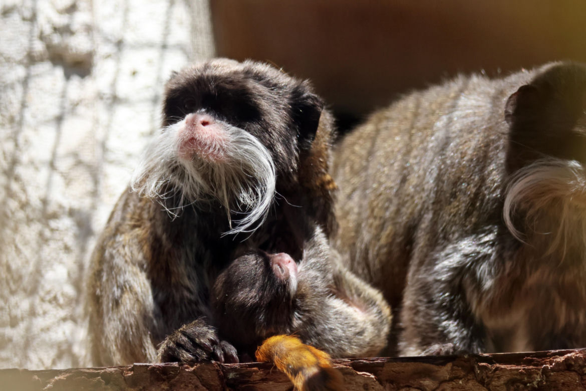 Tamaryna cesarska przyszła na świat w gdańskim zoo