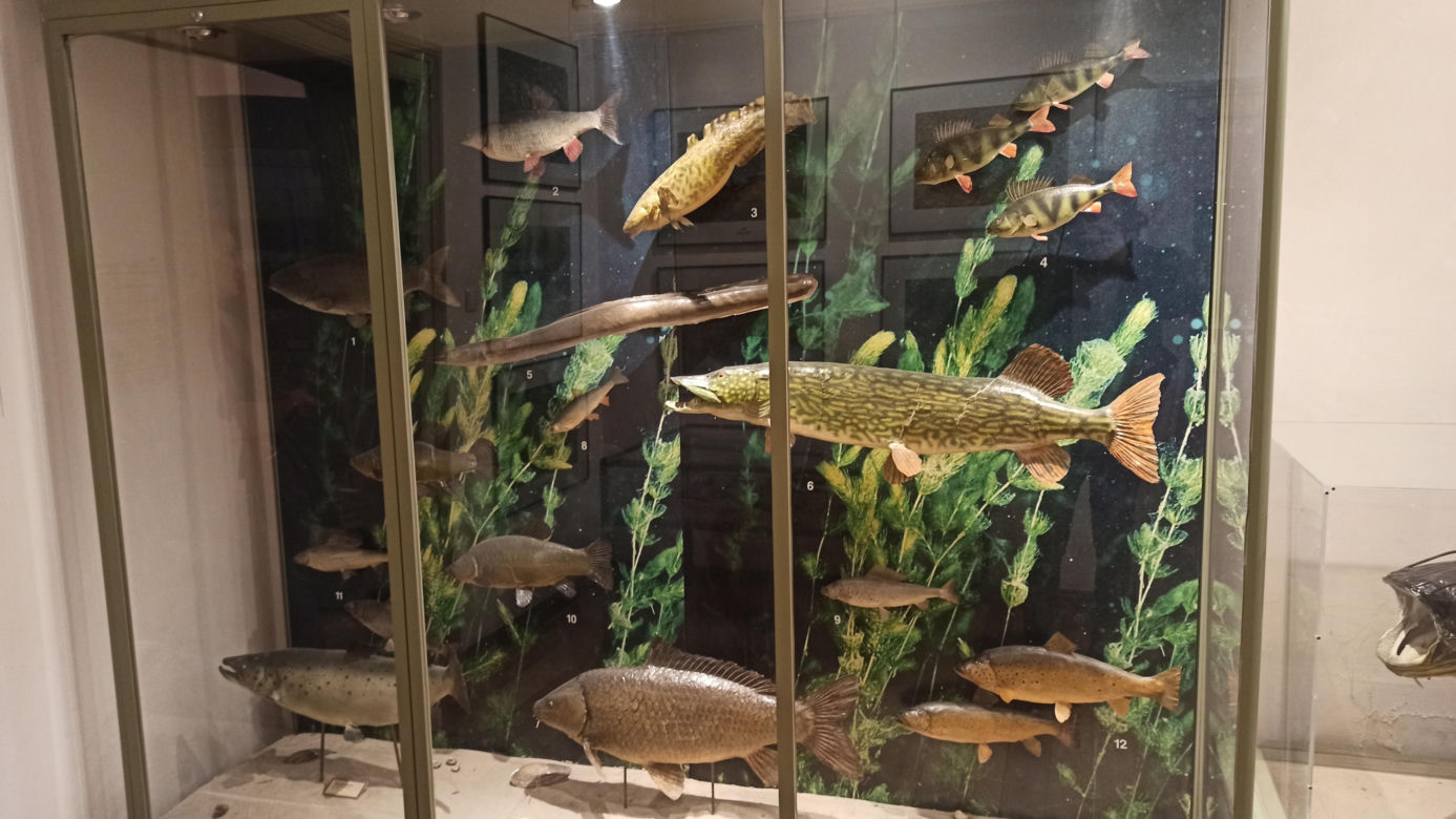 Muzeum Przyrody w Olsztynie. Poznajcie faunę oraz florę Warmii i Mazur
