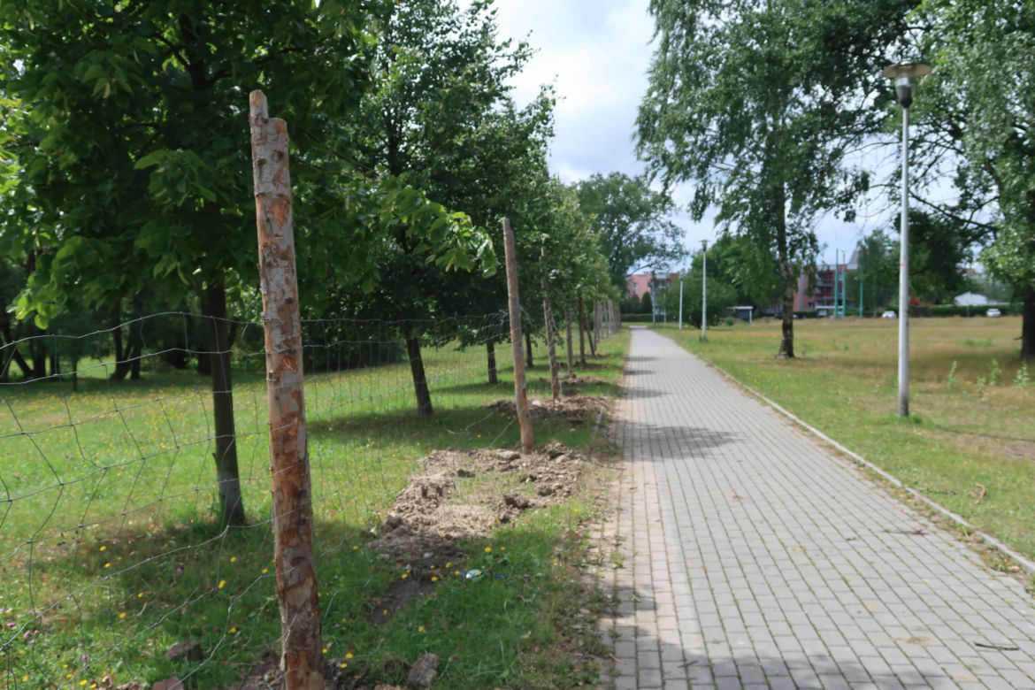 Park Jaworek w Tychach zamienił się w wielki plac budowy [ZDJĘCIA]