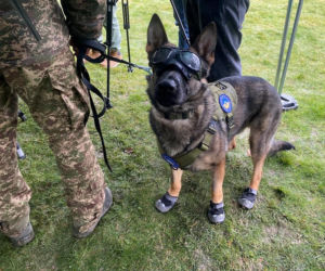 Kolejni psi saperzy ruszyli na Ukrainę. Będą wyszukiwać miny i materiały wybuchowe