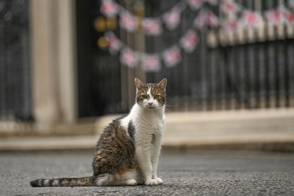 Oto Larry. Chief Mouser to the Gabinet Office