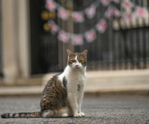 Oto Larry. Chief Mouser to the Gabinet Office