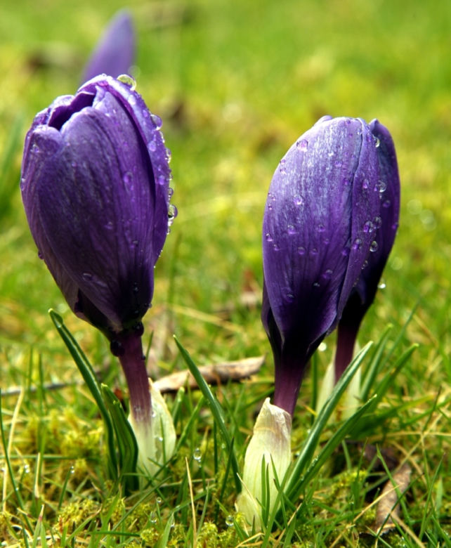 Krokus