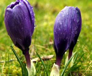 Krokus