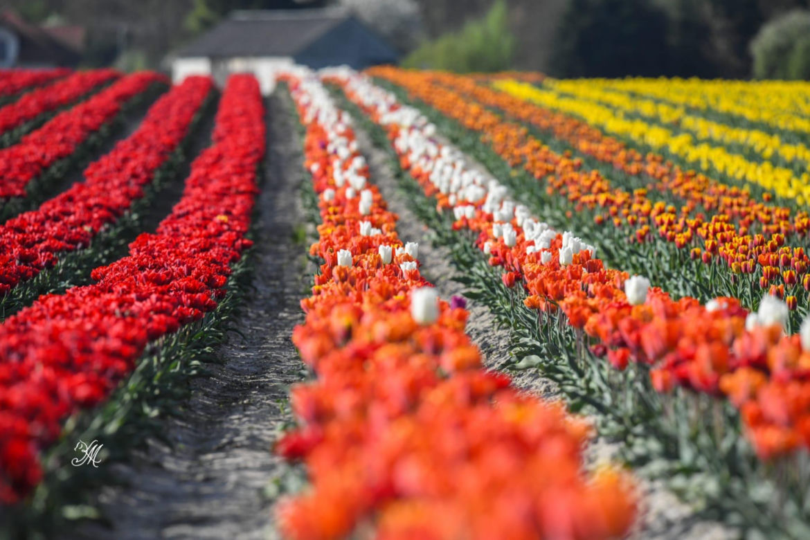 Gospodarstwo Świętokrzyskie tulipany