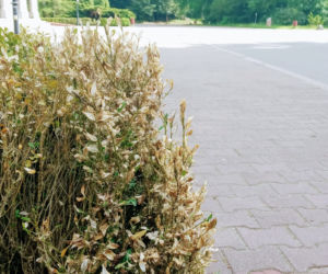 Zniszczone krzewy bukszpanu na Cmentarzu Centralnym w Szczecinie
