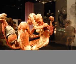 Rzeźby Gunthera von Hagens