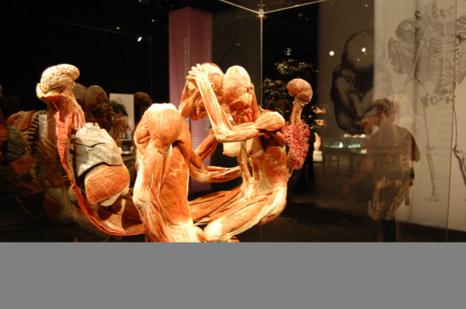 Rzeźby Gunthera von Hagens