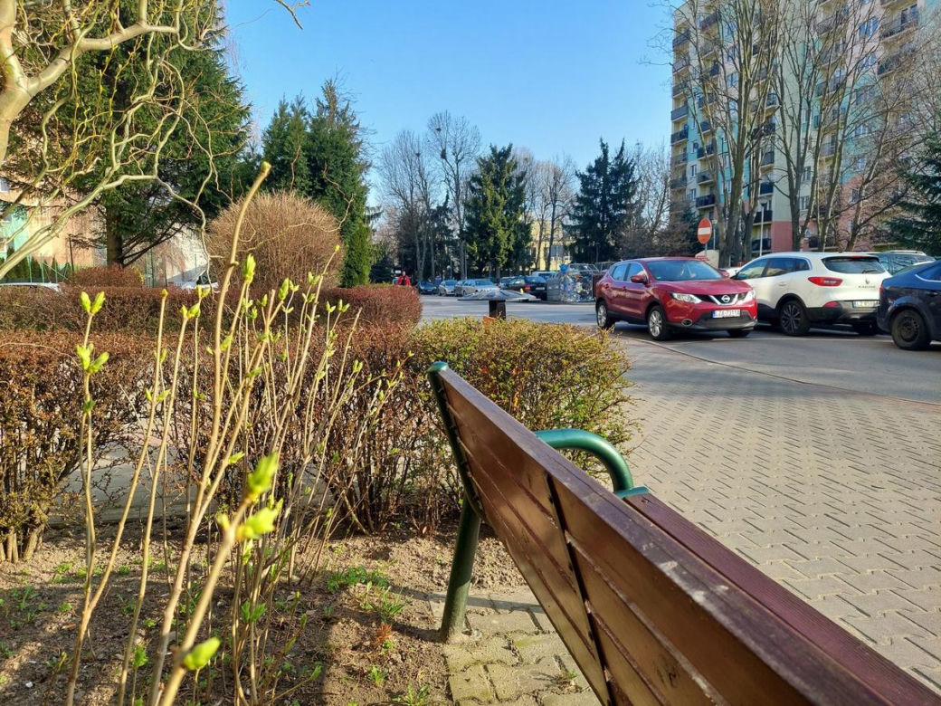 Wiosenne rośliny na zamojskich osiedlach