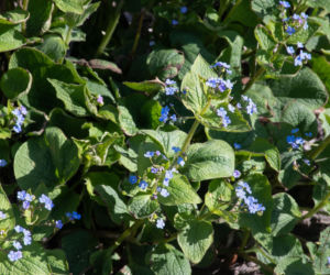 Brunnera wielkolistna