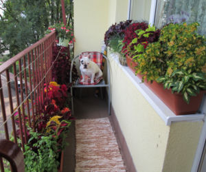 Buldog w pokrzywach zdjecie nr 2