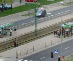 Gdy na przystanku zamiast tramwaju pojawia się koń