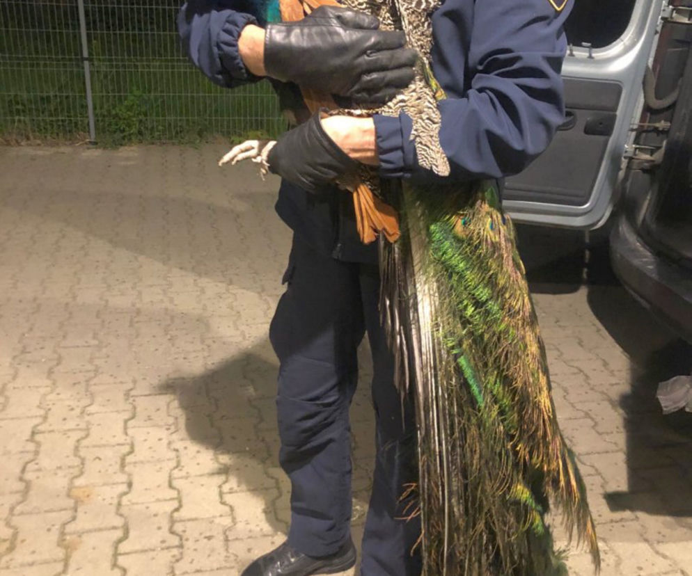 Paw wylądował na tarasie