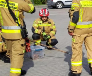 Boa dusiciel pod skarbówką w Iławie! Zamiast węża w kieszeni był wąż na ulicy