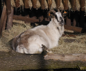 Zwierzęta w białostockim ZOO budzą się na wiosnę
