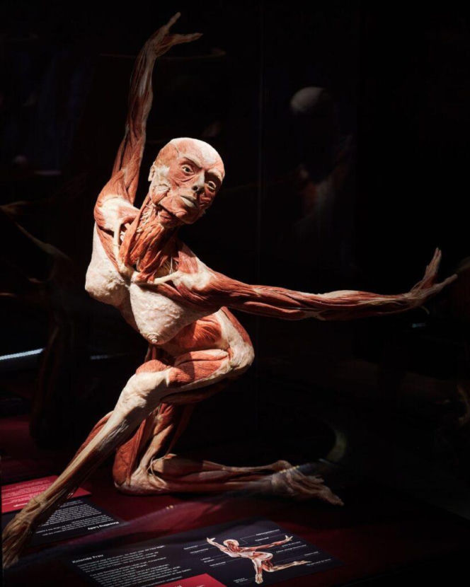 Body Worlds