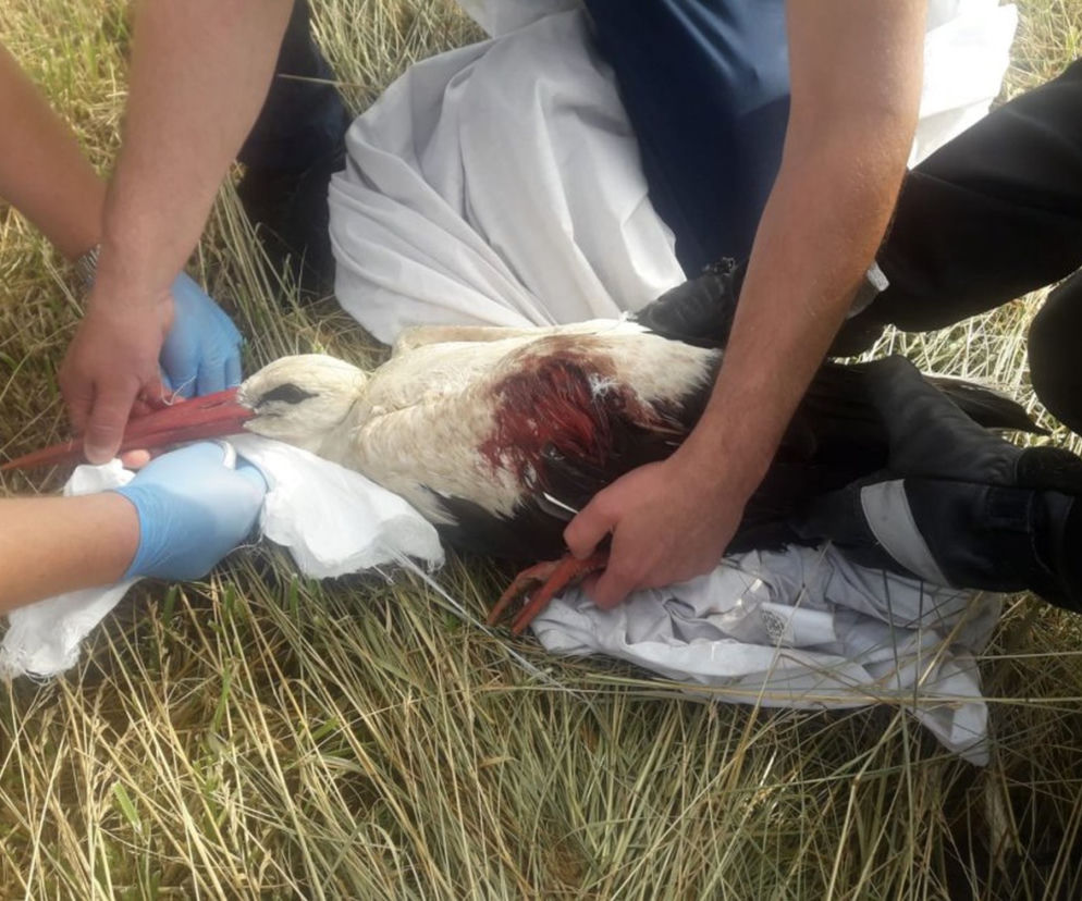 Ranny bocian biały uratowany w Hucisku