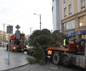 Miejska choinka już w Olsztynie. Ma ponad 8 metrów wysokości [ZDJĘCIA]