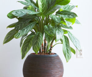 Aglonema