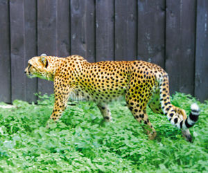 Shepard i Chapi - nowi lokatorzy zoo