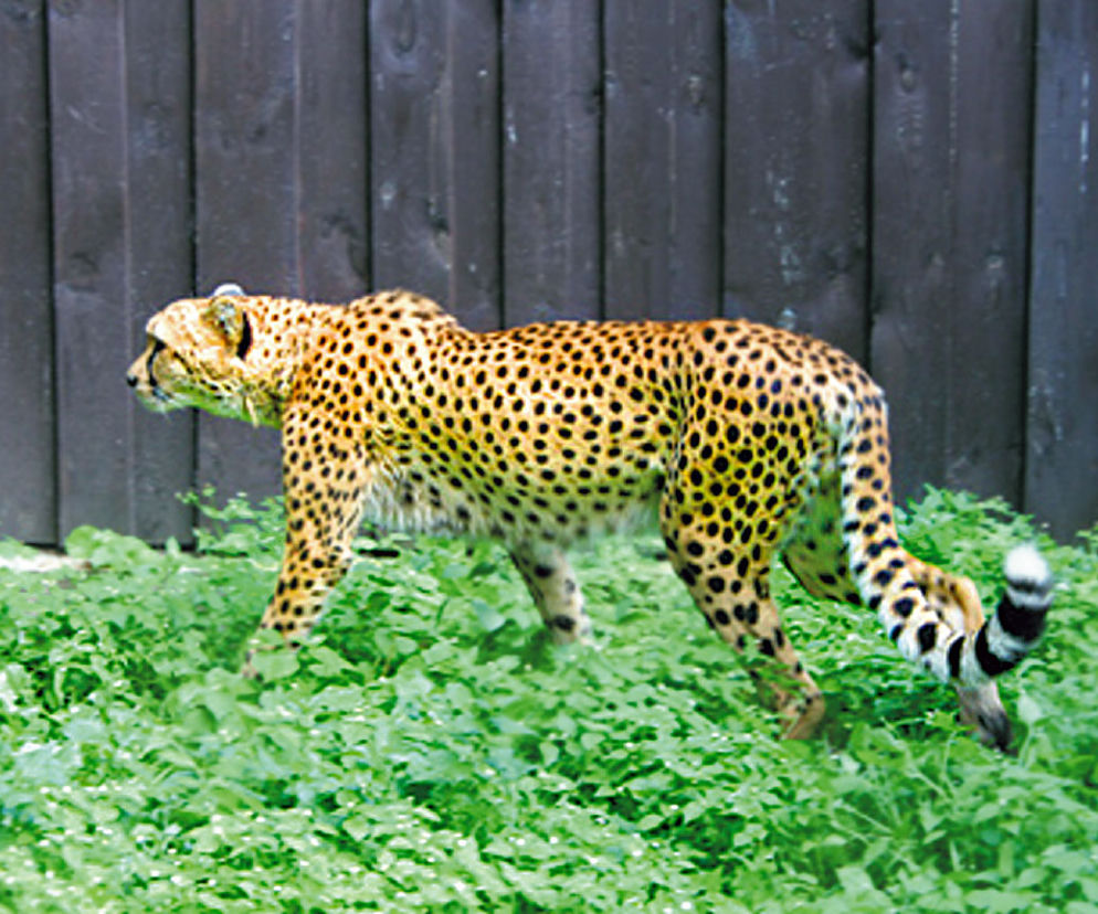 Shepard i Chapi - nowi lokatorzy zoo